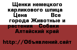 Щенки немецкого карликового шпица › Цена ­ 20 000 - Все города Животные и растения » Собаки   . Алтайский край